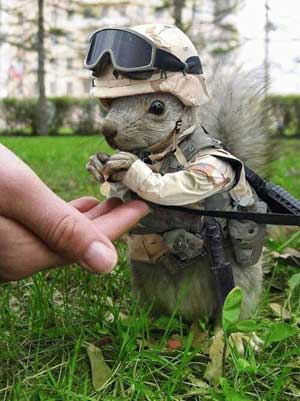 funny army pictures. check Funny+army+squirrel+